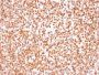 OCT-2 (POU2F2) (B-Cell Marker) (OCT2/2137), CF640R conjugate, 0.1mg/mL