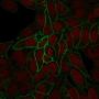 Catenin, beta (CTNNB1) (rCTNNB1/2173), CF640R conjugate, 0.1mg/mL