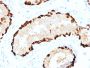 Melanoma Antigen Family A, 4 / MAGEA4(CPTC-MAGEA4-1), CF640R conjugate, 0.1mg/mL