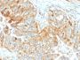 HLA-DRB (MHC II)(DA2), CF640R conjugate, 0.1mg/mL