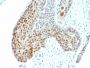 Phospho C-Jun (Thr91, Thr93)(C-J 4C4/1), CF640R conjugate, 0.1mg/mL