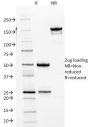 Cdk2 / p34cdc2 Serine-Threonine Kinase(AN4.3), CF640R conjugate, 0.1mg/mL