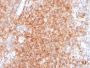 CD40 / TNFRSF5 / CD40L-Receptor (C40/2383), CF640R conjugate, 0.1mg/mL