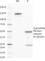 CD40 / TNFRSF5 / CD40L-Receptor (C40/2383), CF640R conjugate, 0.1mg/mL