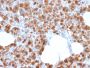 Carboxypeptidase A1 / CPA1 (Pancreatic Cancer Marker)(CPA1/2713), CF640R conjugate, 0.1mg/mL