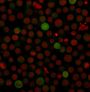 PD-L1 / PDCD1LG1 / CD274 / B7-H1 (Cancer Immunotherapy Target)(PDL1/2743), CF640R conjugate, 0.1mg/mL