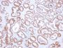 NKX3.1 (Metastatic Prostate Adenocarcinoma Marker)(NKX3.1/2836), CF640R conjugate, 0.1mg/mL