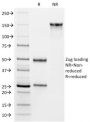 VISTA / GI24 (Negative Regulator of Immune Response)(VISTA/2864), CF640R conjugate, 0.1mg/mL