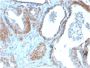 TIGIT / VSTM3 / VSIG9 (Immune Checkpoint for Cancer)(TIGIT/3106), CF640R conjugate, 0.1mg/mL