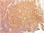Human Nuclear Antigen(235-1), CF543 conjugate, 0.1mg/mL