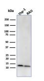 Beta-2 Microglobulin (B2M)(BBM.1), CF543 conjugate, 0.1mg/mL