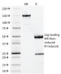 Beta-2 Microglobulin (B2M)(BBM.1), CF543 conjugate, 0.1mg/mL