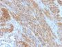 Desmin (Muscle Cell Marker) (DES/1711), CF543 conjugate, 0.1mg/mL