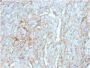 PD-L1 / PDCD1LG1 / CD274 / B7-H1 (Cancer Immunotherapy Target) (PDL1/2746), CF543 conjugate, 0.1mg/mL