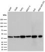 PD-L1 / PDCD1LG1 / CD274 / B7-H1 (Cancer Immunotherapy Target) (PDL1/2746), CF543 conjugate, 0.1mg/mL