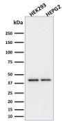 PD-L1 / PDCD1LG1 / CD274 / B7-H1 (Cancer Immunotherapy Target) (PDL1/2746), CF543 conjugate, 0.1mg/mL