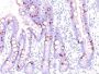 MUC2(CCP58), CF647 conjugate, 0.1mg/mL