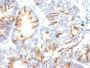 MUC2(CCP58), CF647 conjugate, 0.1mg/mL