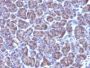 Golgi Complex(371-4), CF647 conjugate, 0.1mg/mL