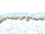 Cytokeratin, Acidic (Type I or LMW) (Epithelial Marker)(AE-1),  CF647 conjugate, 0.1mg/mL