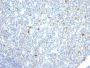IgM Immunoglobulin(IM260), CF647 conjugate, 0.1mg/mL