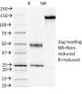 CD3e (T-Cell Marker)(OKT3),  CF647 conjugate, 0.1mg/mL