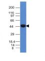 Cytokeratin 8(K8/383), CF647 conjugate, 0.1mg/mL