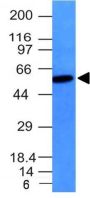 Vimentin(VM452), CF647 conjugate, 0.1mg/mL