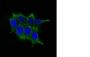 ODC-1 (Ornithine Decarboxylase-1)(ODC1/485), CF647 conjugate, 0.1mg/mL