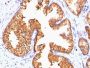ODC-1 (Ornithine Decarboxylase-1)(ODC1/485), CF647 conjugate, 0.1mg/mL