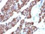 ODC-1 (Ornithine Decarboxylase-1)(ODC1/485), CF647 conjugate, 0.1mg/mL