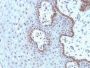 c-Myc(9E10.3), CF647 conjugate, 0.1mg/mL