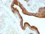 Mucin 1 / EMA / Episialin / CD227(VU-2G7), CF647 conjugate, 0.1mg/mL