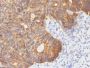 Cytokeratin 8(C-43), CF647 conjugate, 0.1mg/mL