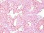 Chromogranin A(LK2H10 + PHE5), CF647 conjugate, 0.1mg/mL