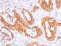 Mucin 1 / EMA / Episialin / CD227(GP1.4 + E29), CF647 conjugate, 0.1mg/mL