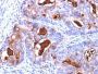 CD66 (CEA)(COL-1 + CEA31 + C66/261), CF647 conjugate, 0.1mg/mL