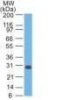 bcl-x(2H12), CF647 conjugate, 0.1mg/mL