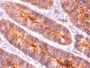 Mucin 1 / EMA / Episialin / CD227(MUC1/845), CF647 conjugate, 0.1mg/mL