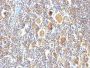 bcl-6(BCL6/850), CF647 conjugate, 0.1mg/mL