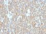 bcl-6(BCL6/850), CF647 conjugate, 0.1mg/mL