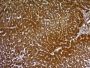 Glypican-3(GPC3/863), CF647 conjugate, 0.1mg/mL