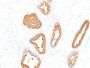PSA (Prostate Specific Antigen)(A67-B/E3), CF647 conjugate, 0.1mg/mL