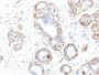Myosin, Smooth Muscle Heavy Chain(SMMS-1), CF647 conjugate, 0.1mg/mL