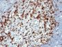 PDCD1 / PD1 / CD279 (Programmed Cell Death 1)(NAT105),  CF647 conjugate, 0.1mg/mL