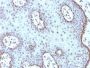c-Myc(MYC909), CF647 conjugate, 0.1mg/mL