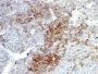 NGFR (Nerve Growth Factor Receptor)(NGFR5 + NTR/912), CF647 conjugate, 0.1mg/mL