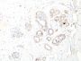 Myosin, Smooth Muscle Heavy Chain(ID8), CF647 conjugate, 0.1mg/mL