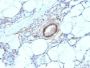 Myosin, Smooth Muscle Heavy Chain(MYH11/923), CF647 conjugate, 0.1mg/mL