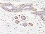 Myosin, Smooth Muscle Heavy Chain(MYH11/923), CF647 conjugate, 0.1mg/mL